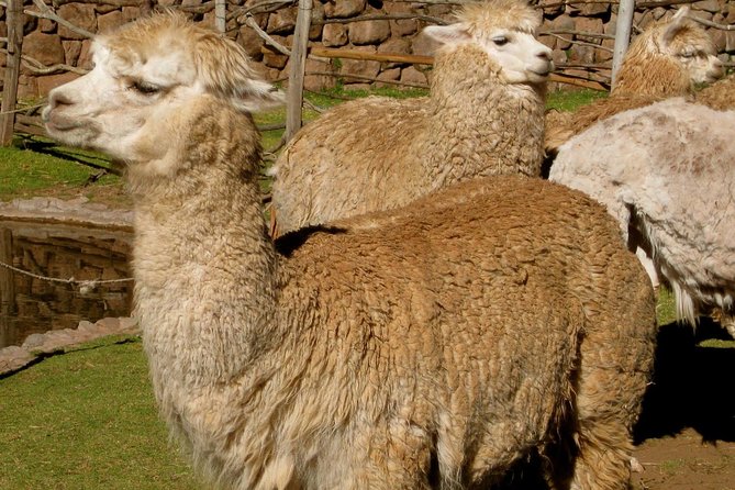 Sacred Valley (Full Day) - Meeting and Pickup Details