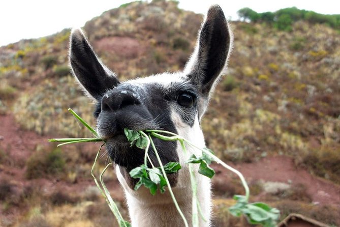 Sacred Valley of the Incas Tour - 1 Day Tour - Pickup and Scheduling Details