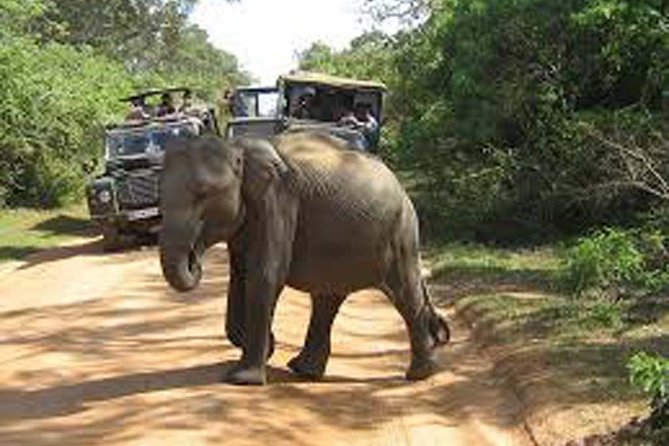 Safari Excursion Tour (4 Days, 3 Nights) - Pickup Logistics
