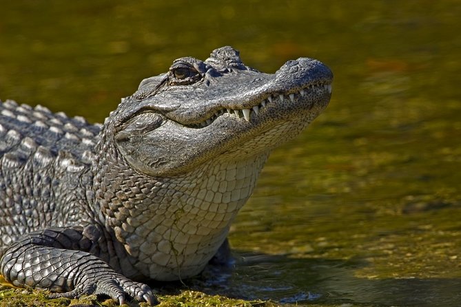 Safari in Selous Game Reserve From Zanzibar: 03 Night 04 Day Safari – Full Board - Meeting and Pickup Instructions