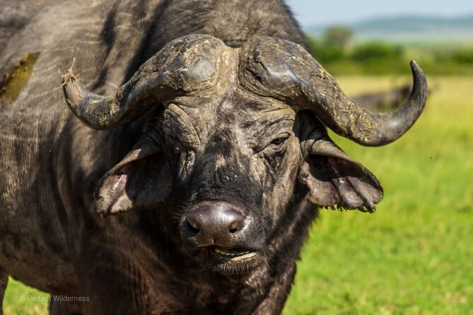 Safari to Amboseli National Park Group Day Tour - Pricing Information