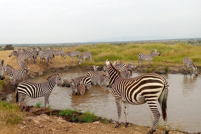 Safari Trip: Karen Blixen, Giraffe Center, Nairobi National Park - Pickup and Meeting Information