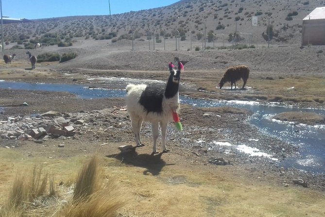 Salar De Uyuni. Classic Full Day. English Guide. - Directions and Additional Info