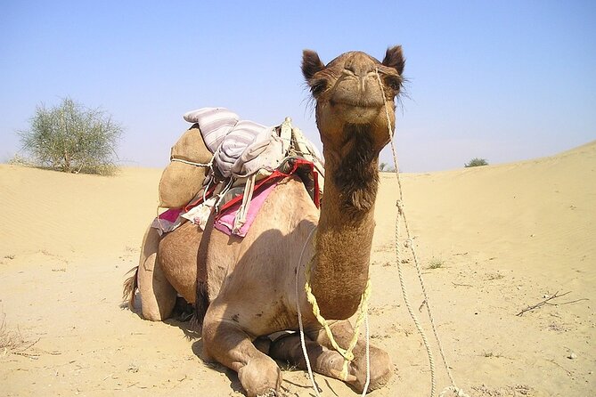 Samode Town Excursion- a Visit to a Unique Rajasthan Town With Private Transfers - The Sum Up