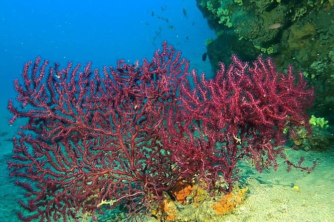Sea Baptism Scuba Experience in Taranto - Cancellation Policy