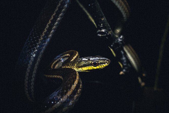 Secret Night Walk in Puerto Jimenez - Review Policy