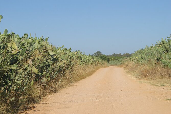 Self-Guided Bike Tour Around Doñana From Seville - Booking Information