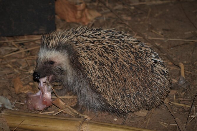 Self-Guided Trails With Bush Braai and a Movie - Pricing Details