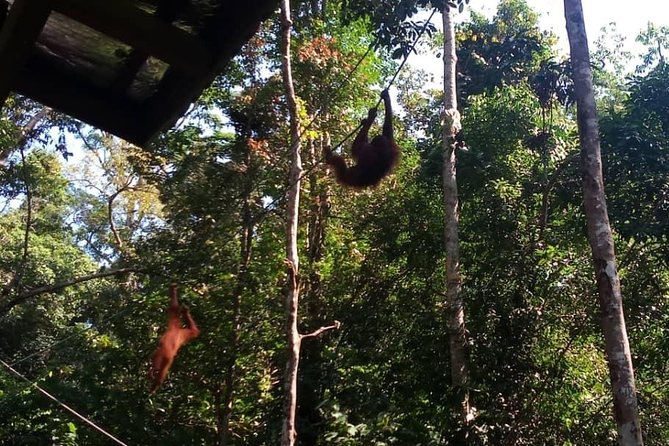 Semenggoh Orangutan With Rainforest Kayaking From Kuching - Directions