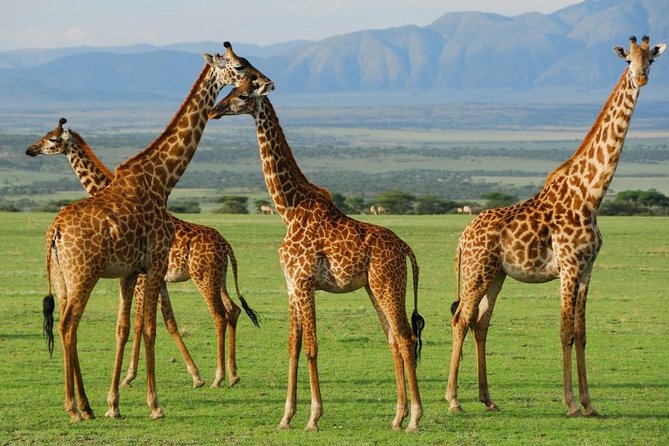 Serengeti 4 Days Safari Tanzania - Inclusions in the Safari Package