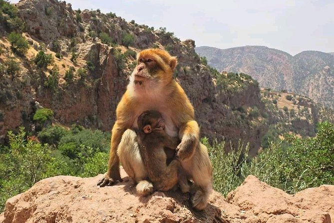 Shared Ouzoud Waterfalls Full Day Trip From Marrakech - Meeting and Pickup