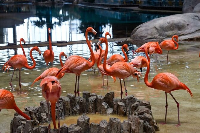 Sharing Transfers to Ferrari World/Warner Bros/Seaworld - Nearby Attractions