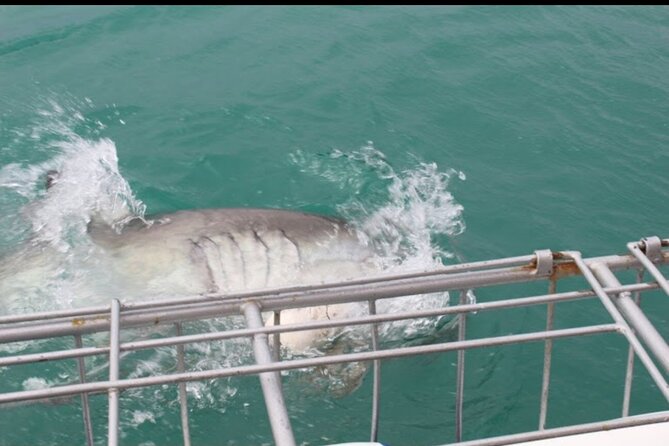 Shark Cage Diving and Viewing ,Gansbaai,Hermanus From Cape Town