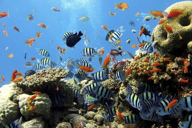 Sharm El Naga Full-Day Snorkeling Tour From Hurghada - Additional Details