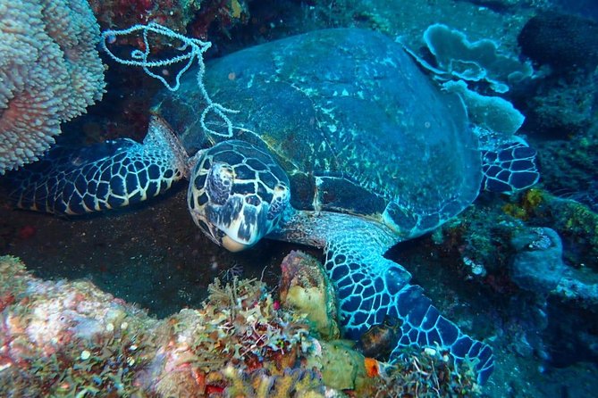 Shipwreck Diving At Tulamben - Cancellation Policy and Additional Info