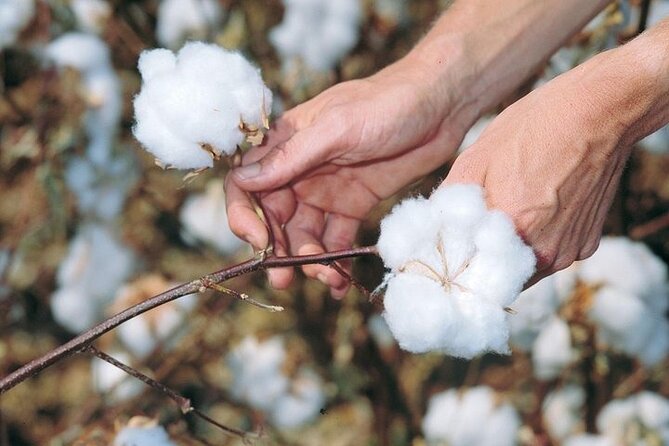 Shopping Tours In Market Khan Kahili , Guide and Private Vehicle - Inclusions and Meeting Details