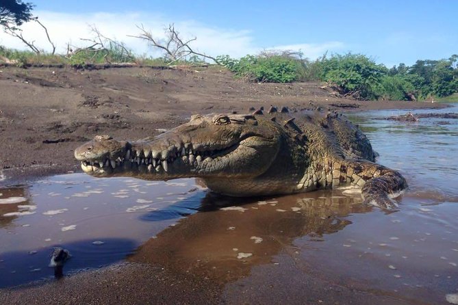 Shore Excursion Crocodile Safary and Other Attractions From the Countryside. - Pickup Information