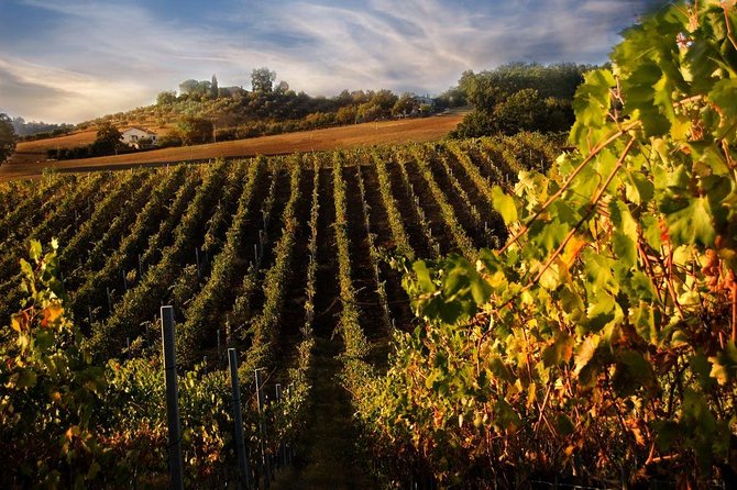 Shore Excursion From Livorno to Chianti Area With Wine Tasting & Lunch - Whats Included