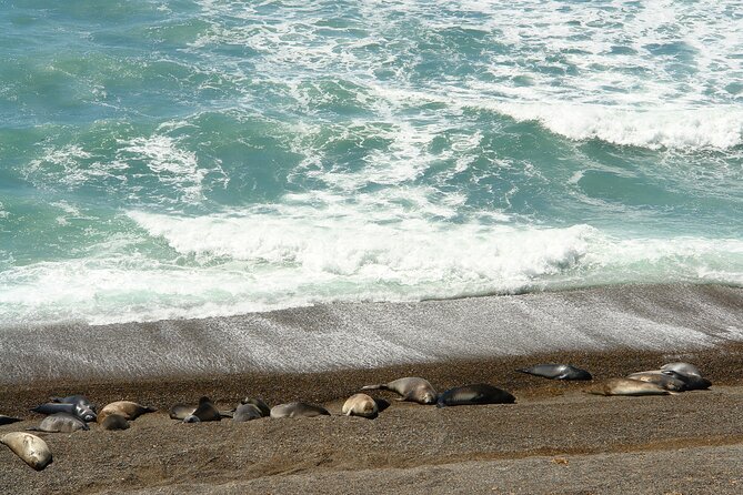 Shore Excursion Peninsula Valdes/Punta Tombo - Minibus Madryn - Additional Information