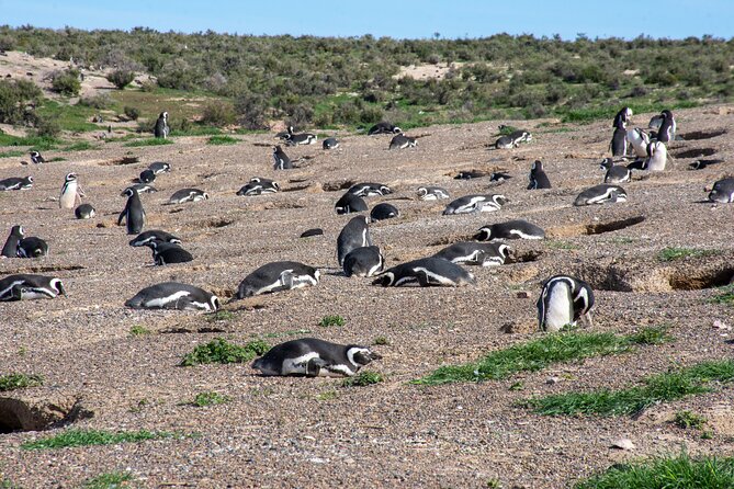 Shore Excursion Peninsula Valdes/Punta Tombo - Special Bus Madryn - Additional Tour Information