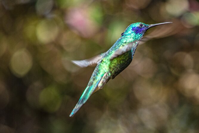 Sighting of Hummingbirds – Hummingbird Observatory