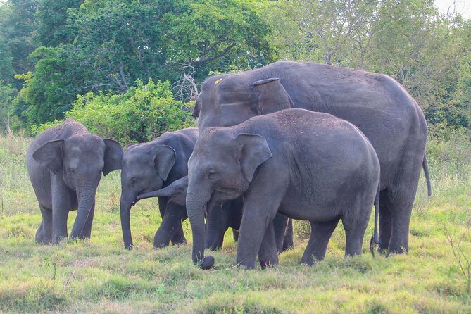 Sigiriya Rock and Wild Elephant Safari From Polonnaruwa - Inclusions