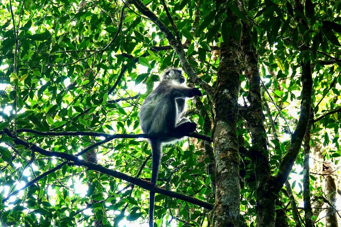 Silver Leaf Monkeys and Firefly Tour in Kuala Lumpur - Pricing and Cancellation Policy