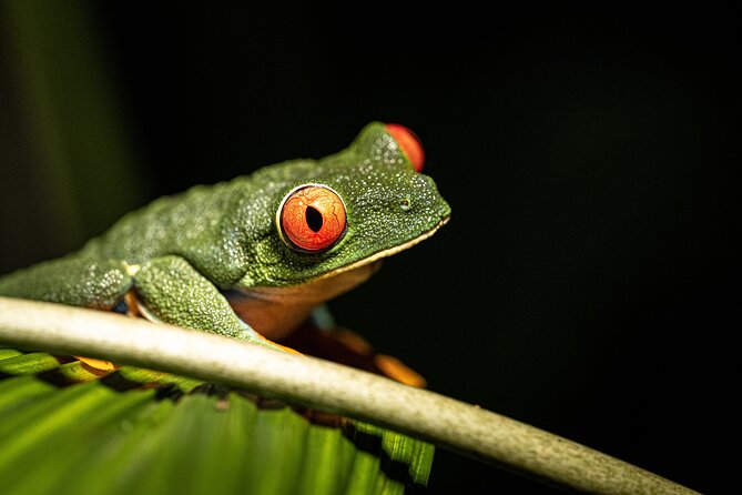 Síndria Twilight Walk Through the Rainforest - Booking Information