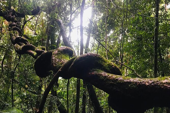 Sinharaja Rain Forest Guided Day Tour - Additional Information