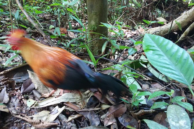 Sinharaja Rain Forest One Day - Private Guided Exploration