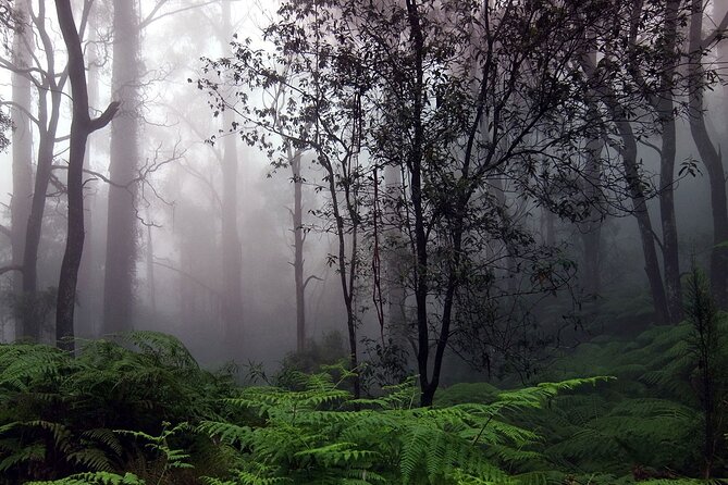 Sinharaja Rain Forest Tour From Bentota - Directions and Itinerary