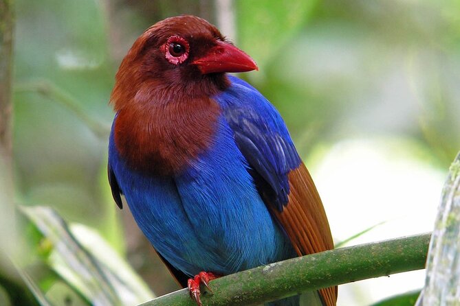 Sinharaja Rain Forest Tour From Colombo - Tour Location and Duration