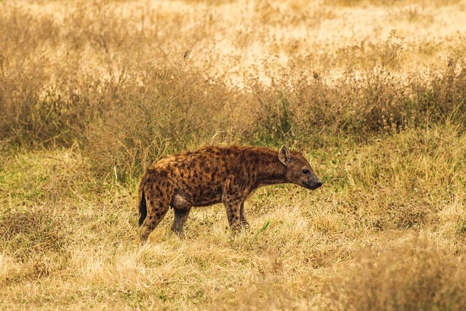 Six Days Big Five Safari - Pricing Information