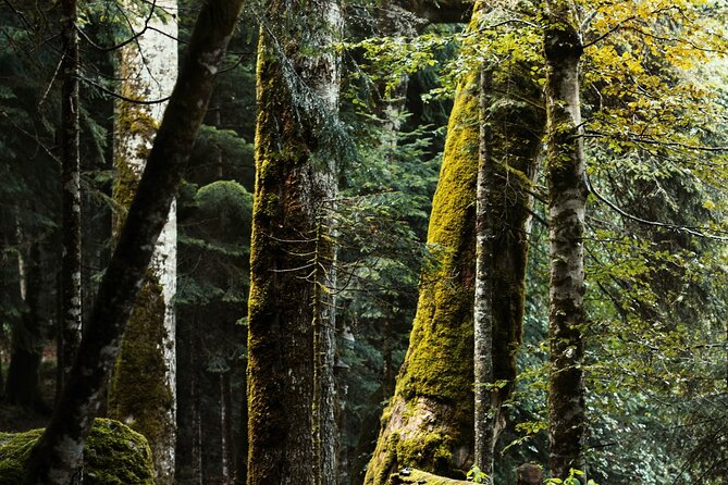 Skip the Line Tickets: National Park Biogradska Gora - What to Expect