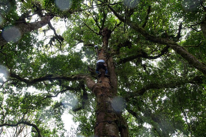 Sky Tram- Sky Trek & Arboreal Tree Climbing From Monteverde - Pricing Information