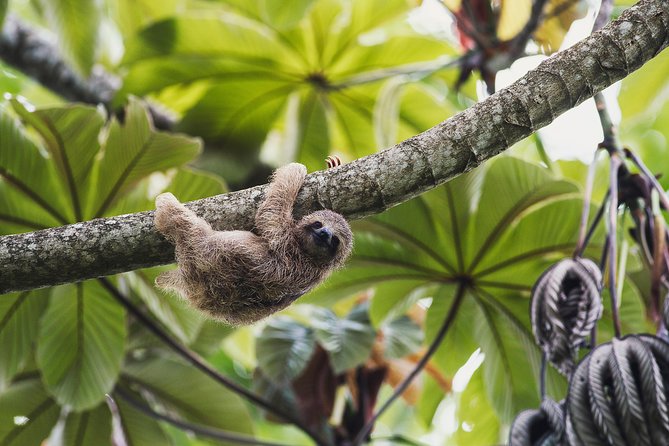 Sloth Sanctuary + Rafting Class II & III Combo - Frequently Asked Questions