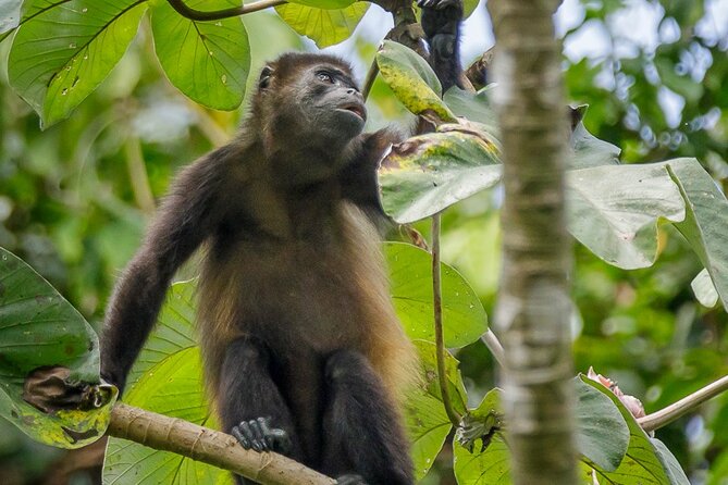 Sloth Tour Manuel Antonio National Park - Wildlife Spotting