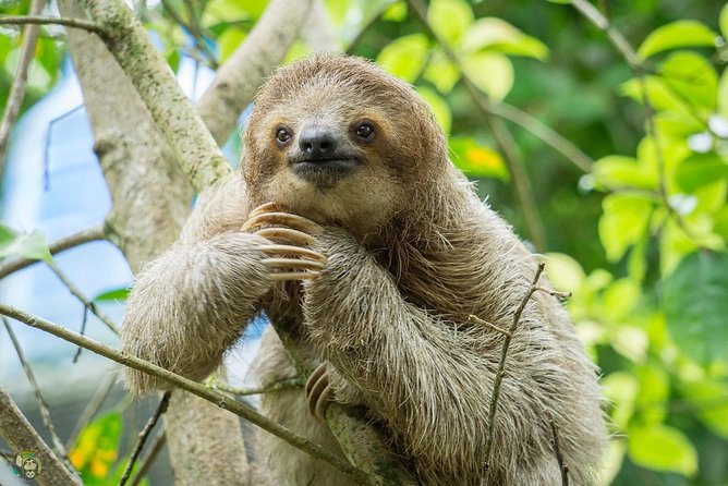 Sloth & Zip - Additional Information and Options