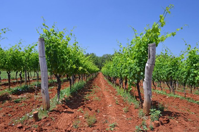 Slovenian Istria Wine Tour From Slovenian Coast - What To Expect