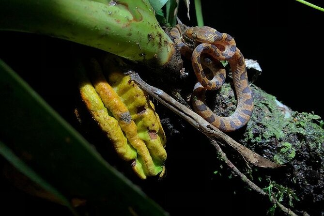 Small Group Wildlife Refuge Monteverde Night Walking Tour - Pricing and Inclusions