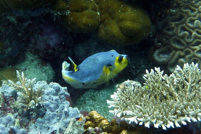 Snorkeling and Island Hopping Tour in Karimunjawa