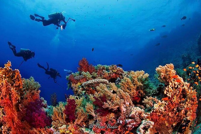 Snorkeling at Ras Mohamed in Sharm El Sheikh - Tour Guide and Group Size