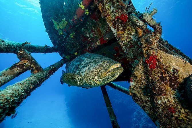 Snorkeling in Bar Reef Marine Sanctuary - Boat Ride to Coral Reefs