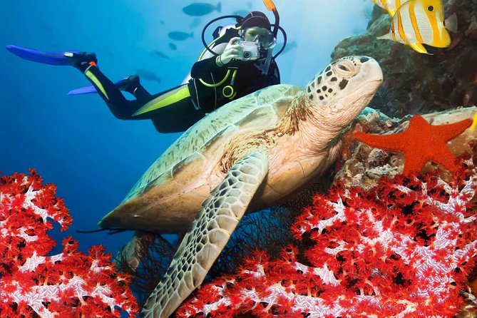Snorkeling in Coral Island, Trincomalee - Meeting and Pickup