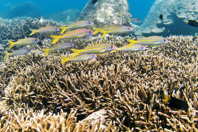 Snorkeling in Pigeon Island From Nilaveli - Snorkeling Experience at Pigeon Island