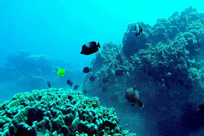 Snorkeling in the Motus of Easter Island - Equipment and Safety Measures