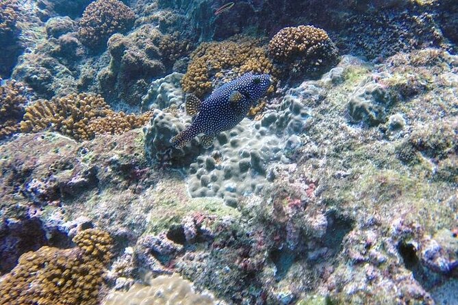 Snorkeling Tour at Caño Island - Itinerary and Schedule
