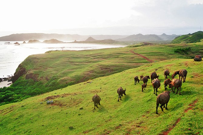 South Lombok Beaches Tour With Japanese-Speaking Guide - The Sum Up