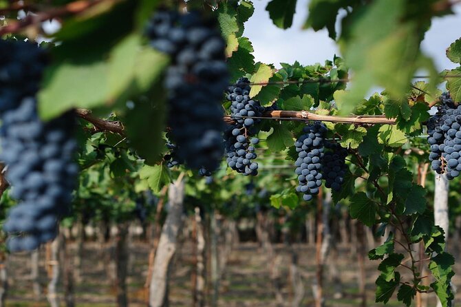 South Wine Routes, San Juan - Half Day Tour - Expert Guided Tours