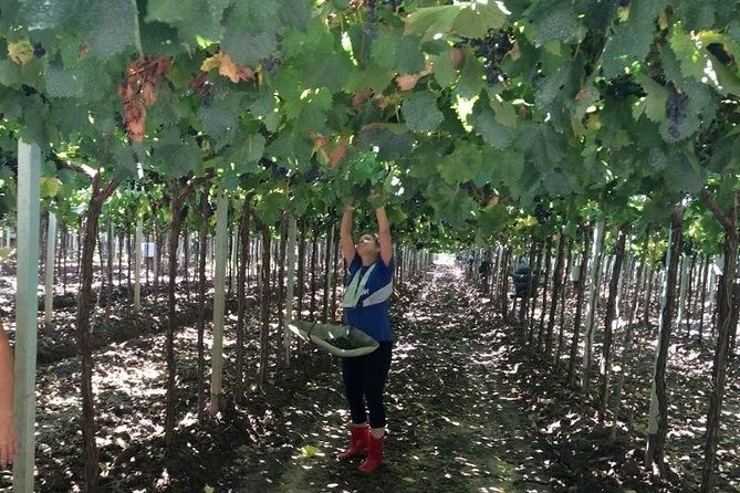 Special Experience in Wineries: Come to Prune or Harvest - Why Choose Mendoza?